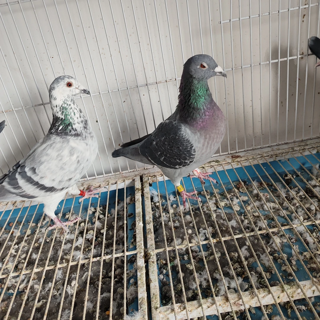 信鸽，种鸽，成绩鸽