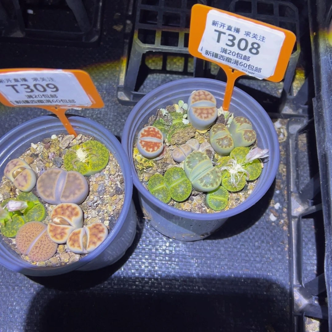 308309 一物一拍，默认有伤，介意勿拍，不退不换