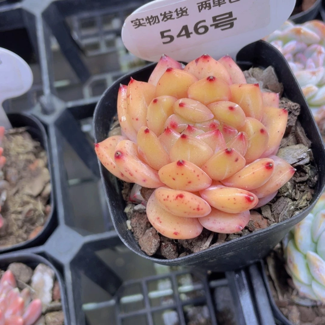 546号 龙头q橙缀化