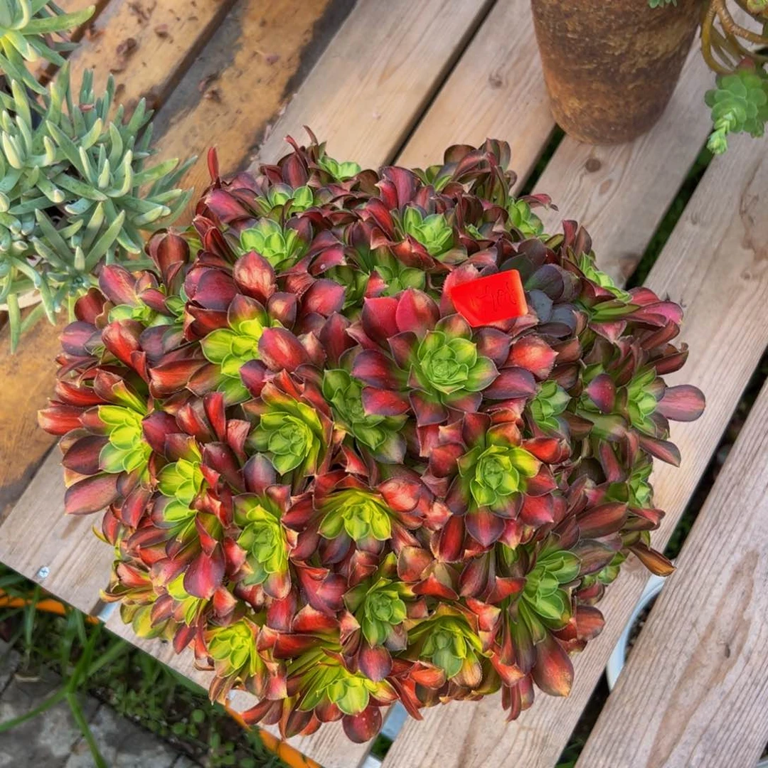 0908炖肉植物发货韶华