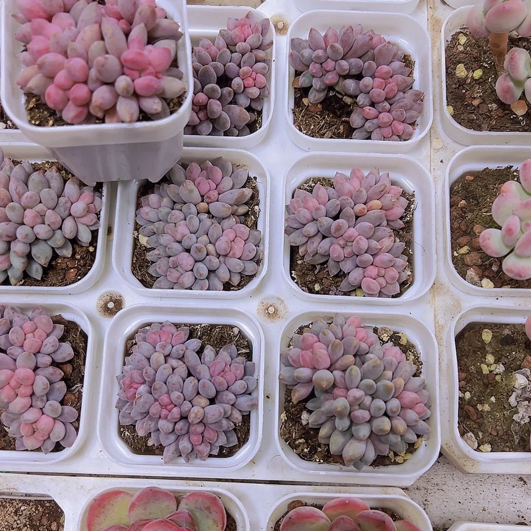 蓝舌香水5头起19包邮