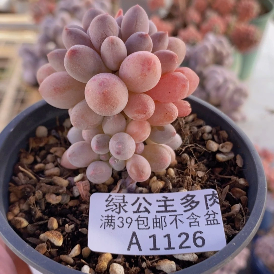 香水手指奶5cm1126多肉植物