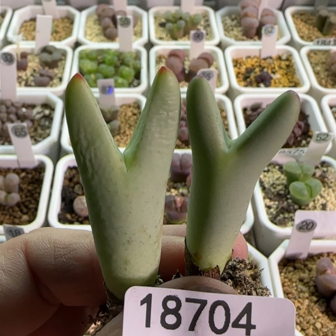 【闪购商品】浮*18704下播福利