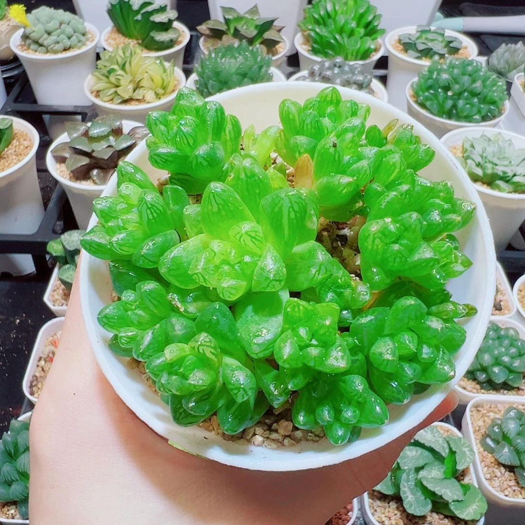 福利，水晶玉露群，4.8