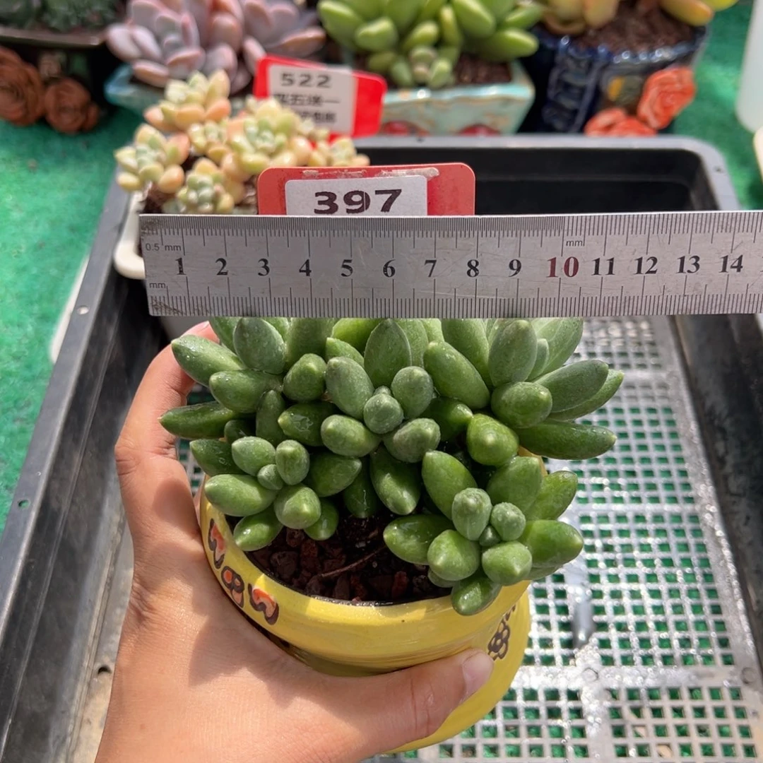 表妹精品多肉植物397.