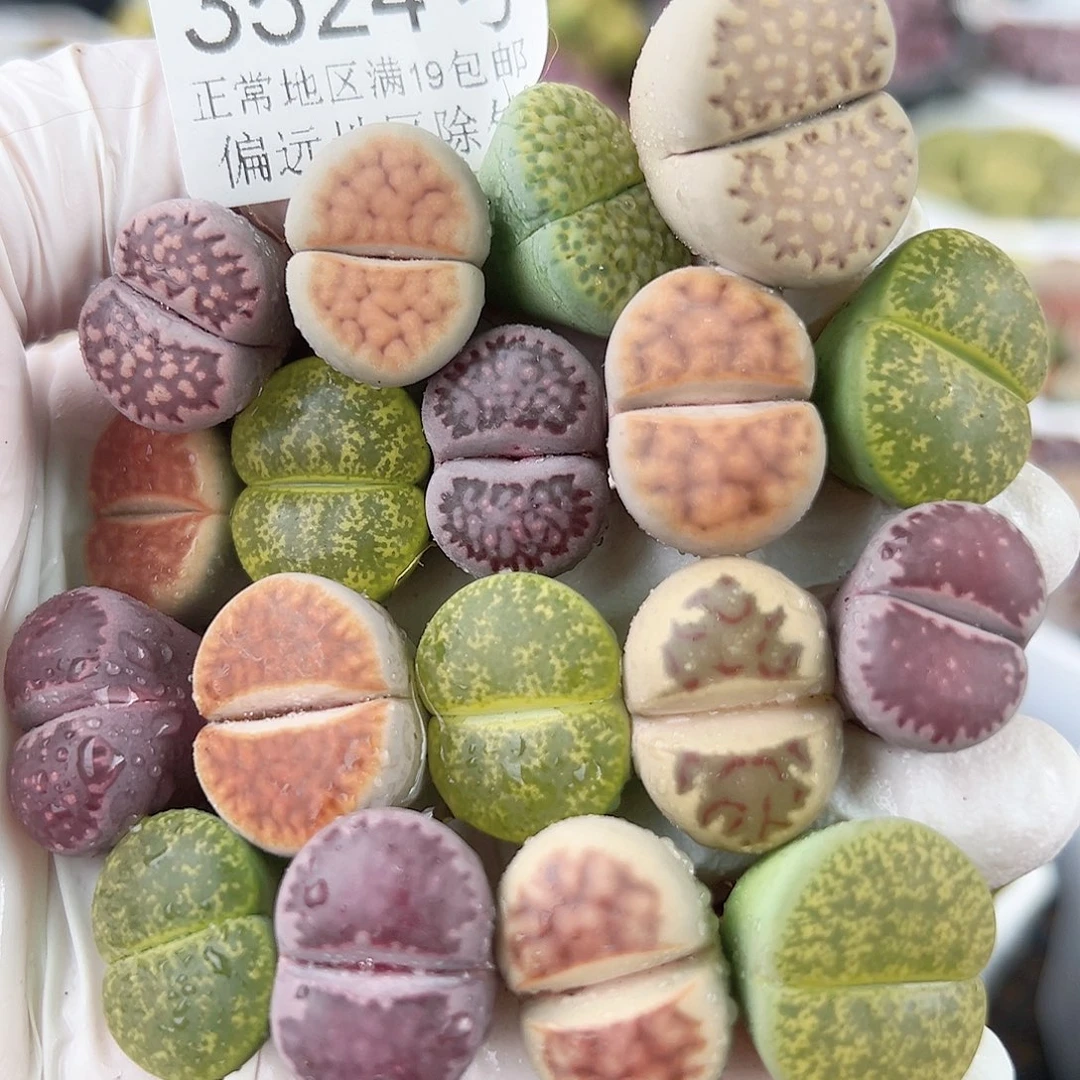 3524 好养易活生石花大母本18个1.5-2cm