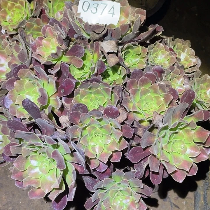 往***?多肉植物法师374花呐