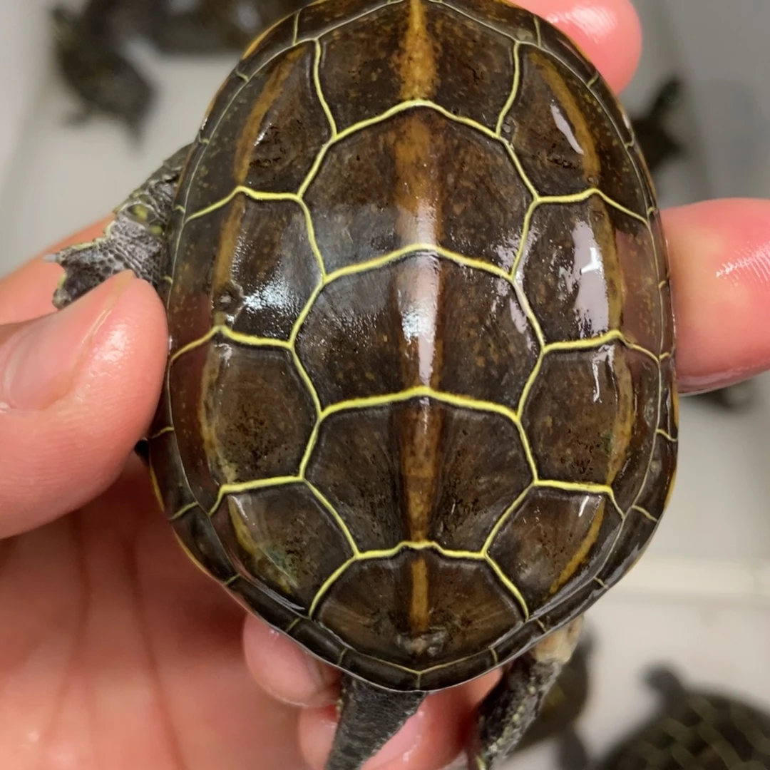 中华草龟不分公母