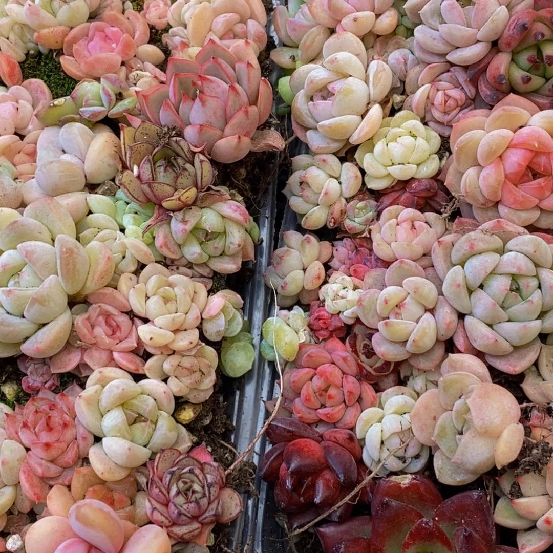 815多肉植物保护研究所所长