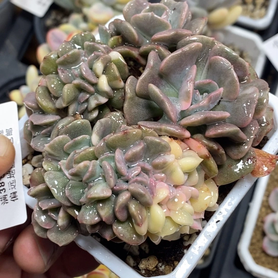 924雪精灵锦缀化带福伦