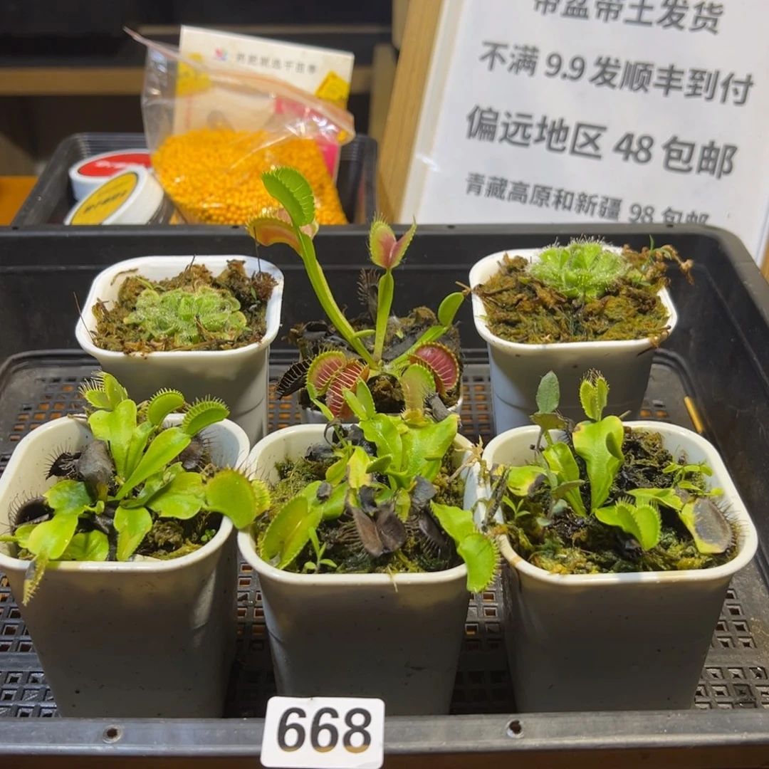 枝干番杏多肉植物668号