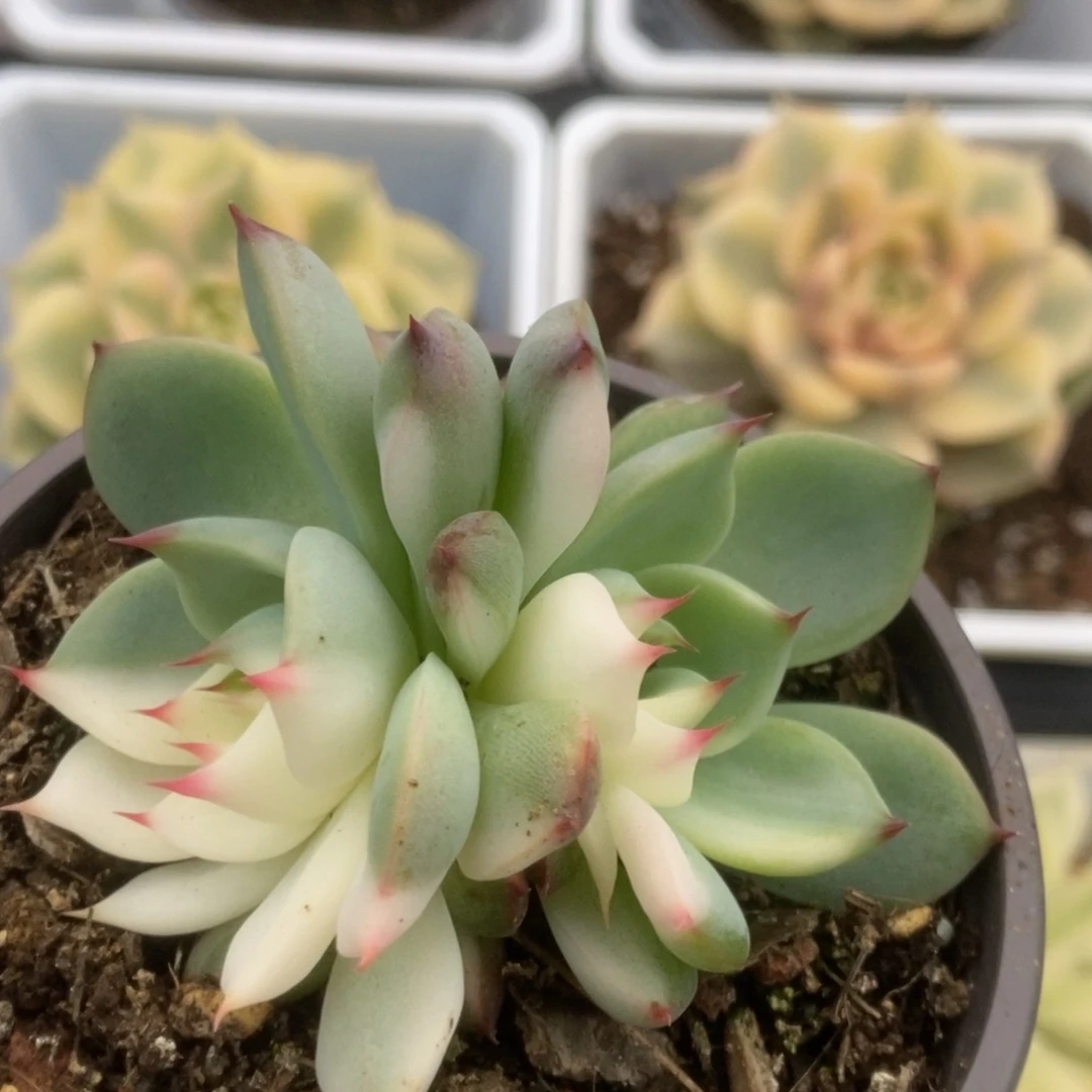 152锦锦锦锦锦锦锦锦锦