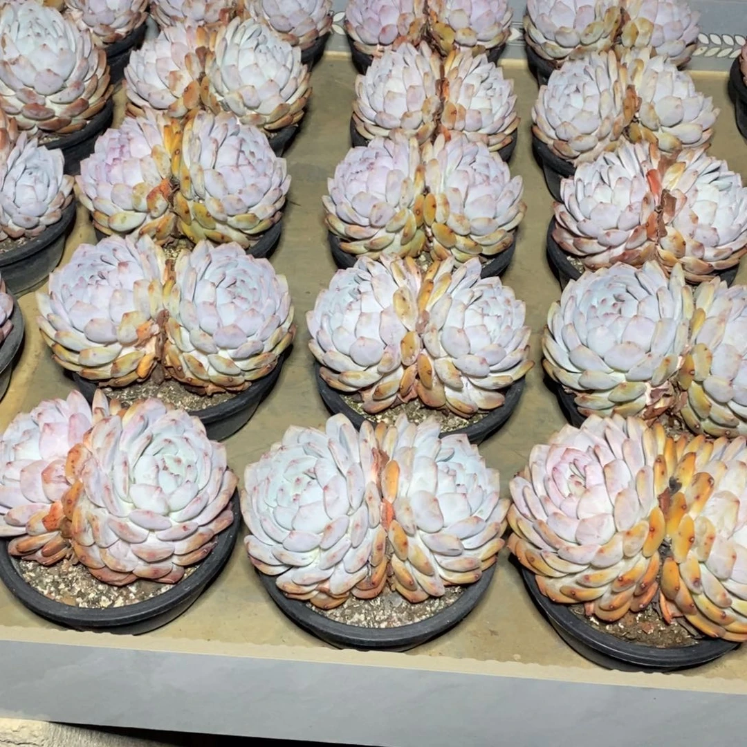 啊军喵多肉橙子38包邮