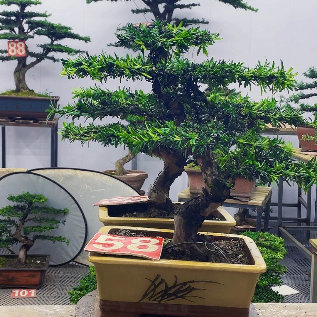 无花朵罗汉松米叶