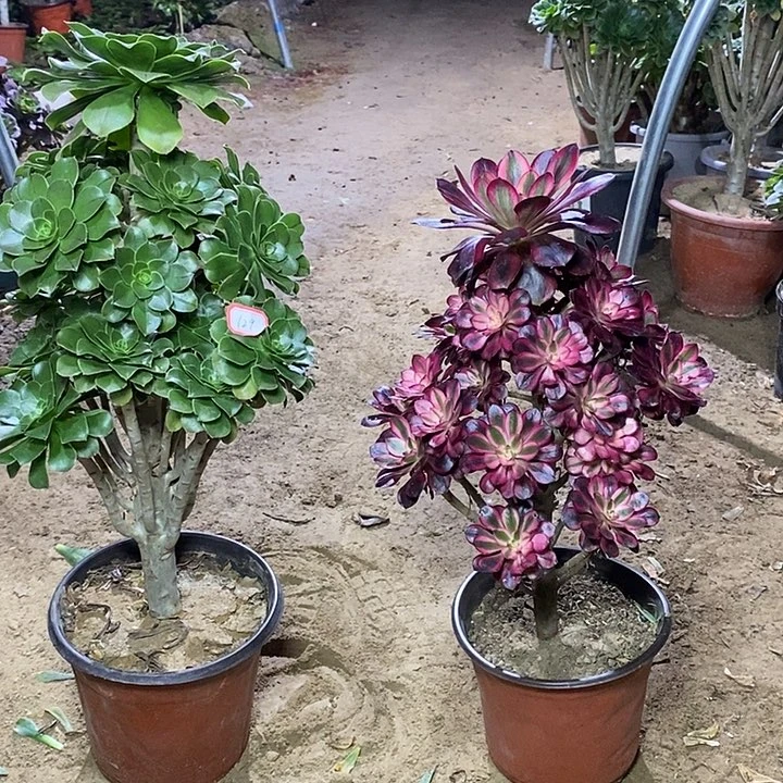 小***敏129，2颗多肉法师多肉法师