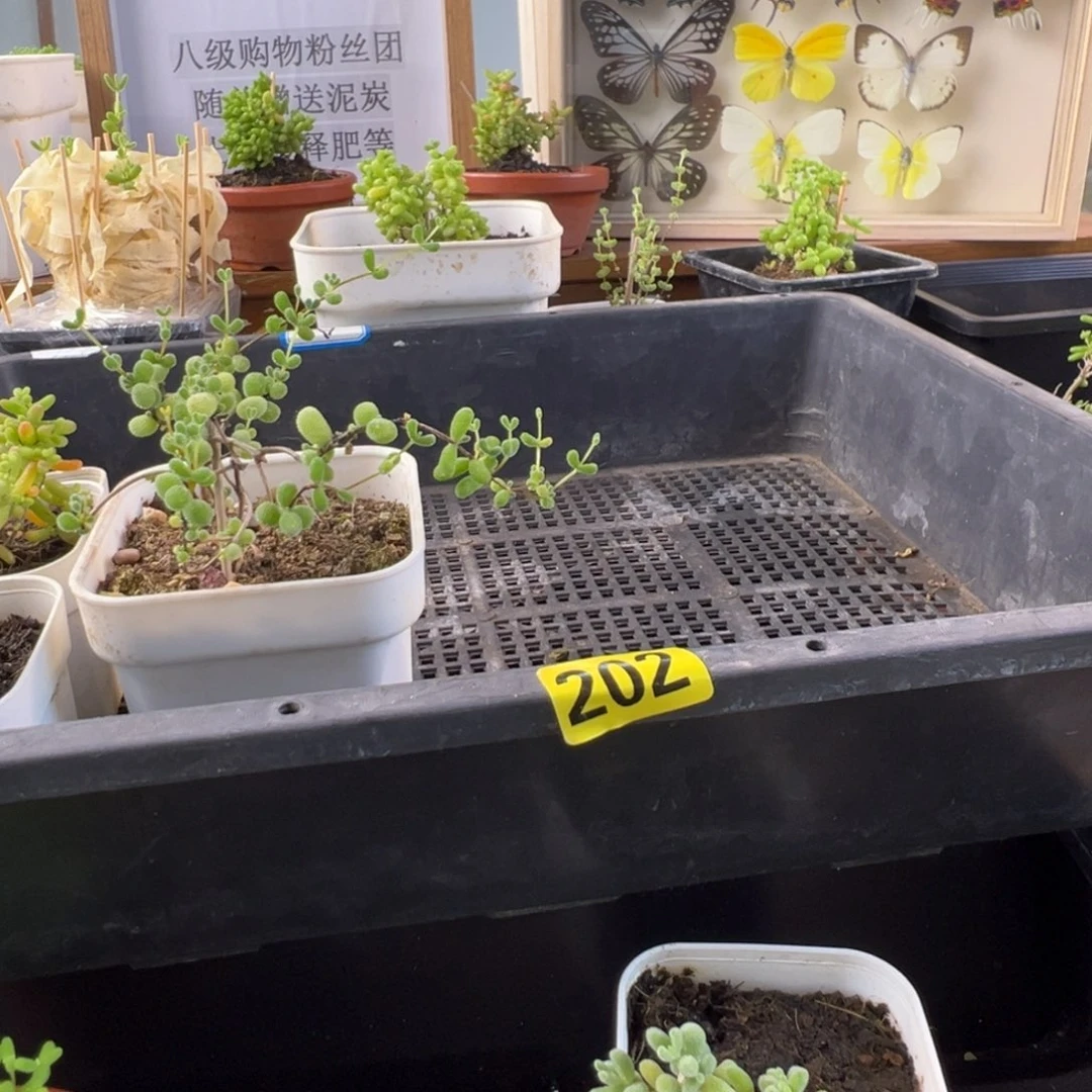 枝干番杏多肉植物202