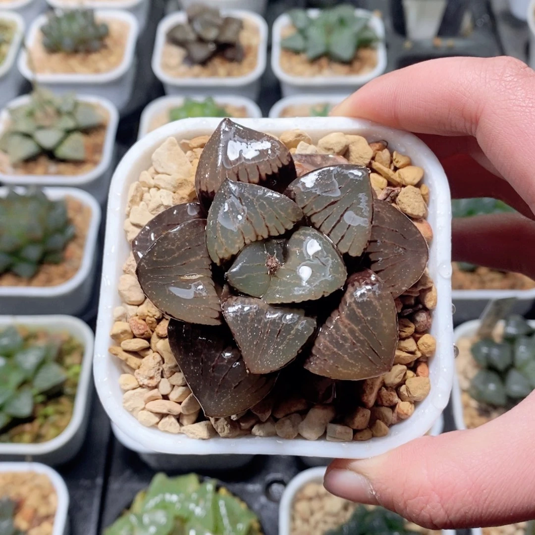 日月潭多肉植物多肉植物