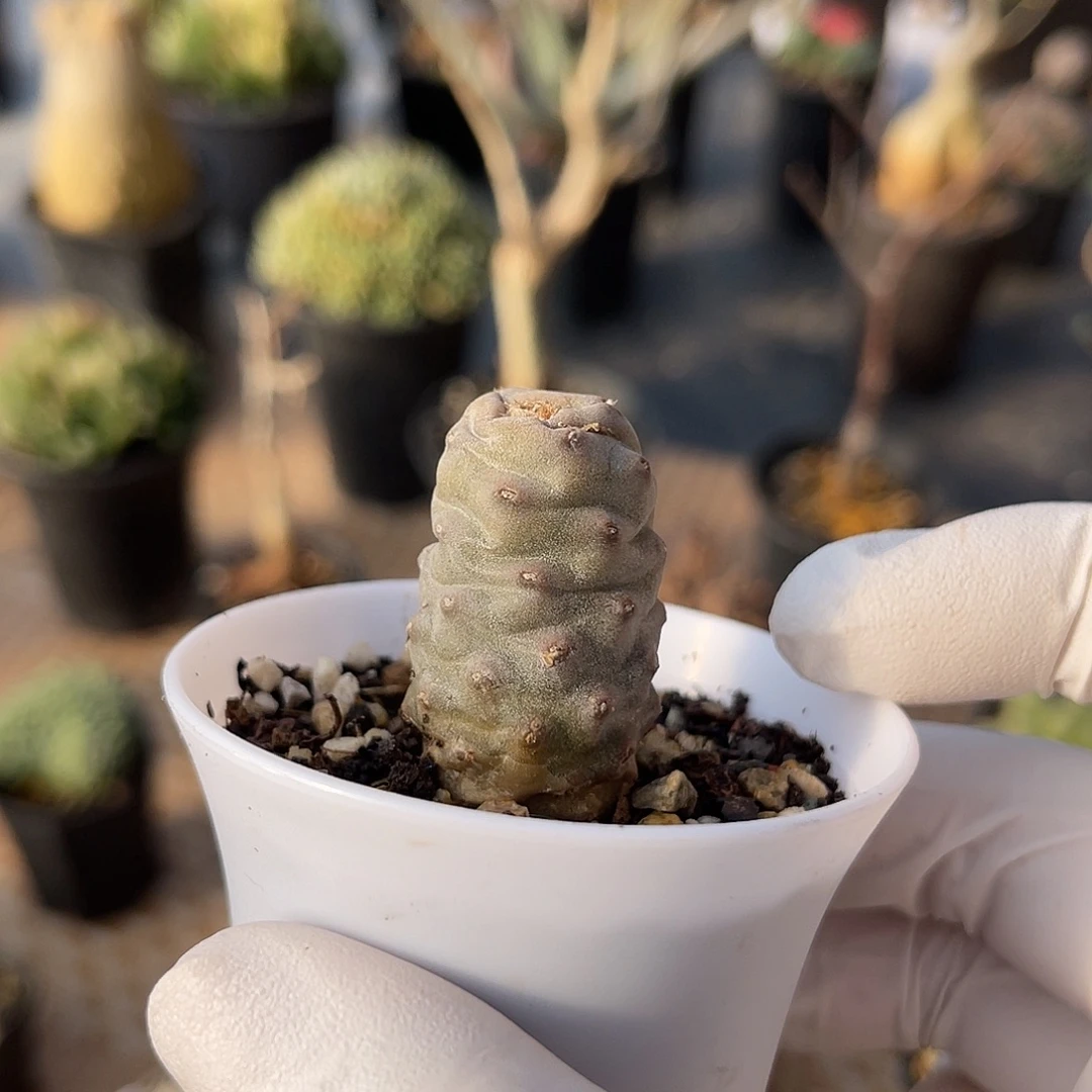 松笠团扇一物一拍