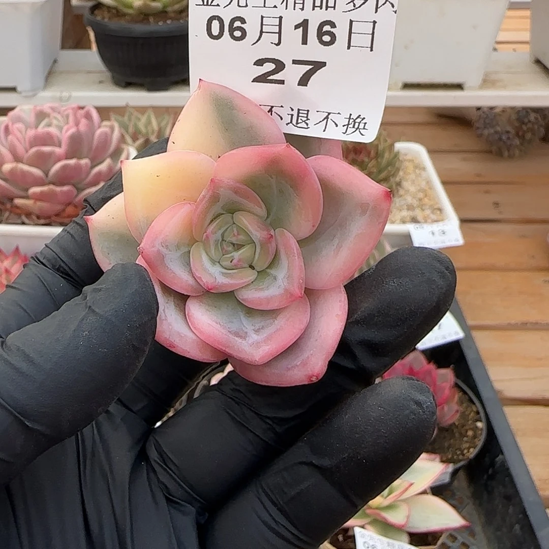 0616-27伊丽莎白锦头盖