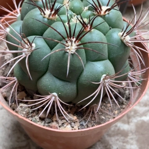 新天地仙人球15米仙人球