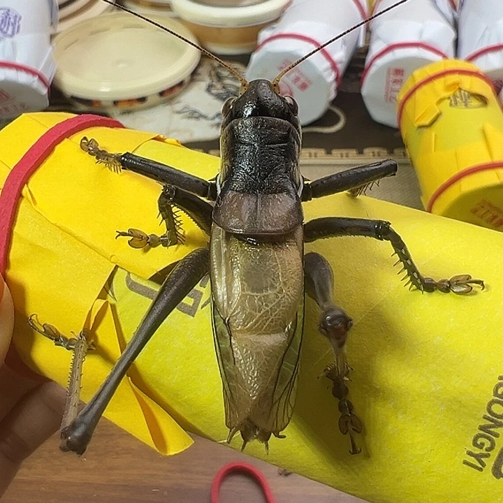 郝建伟蝈蝈一只包邮