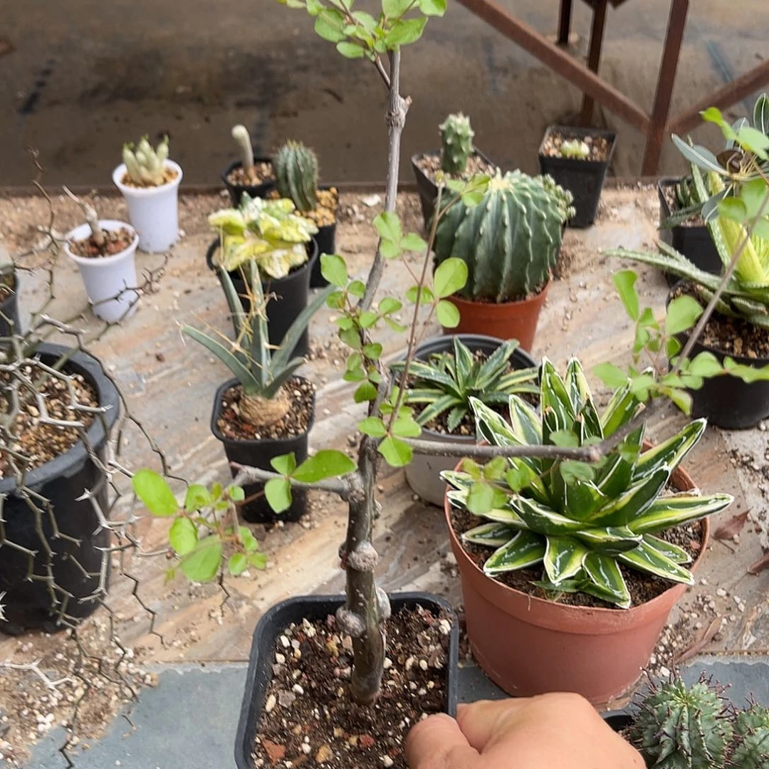 实生奥比克橄榄一物一拍