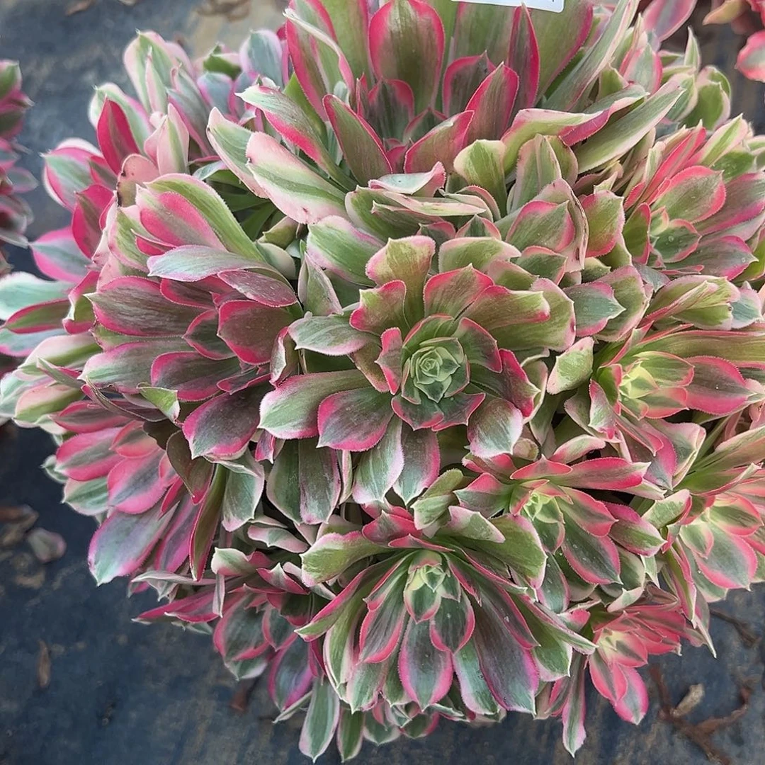 1.21-33男神多肉植物