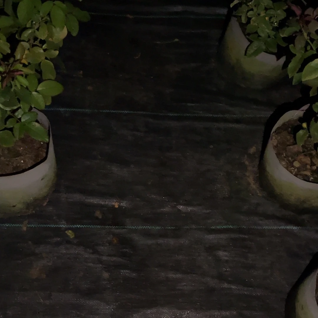 *****无花朵——-帕洛马施肥特补发