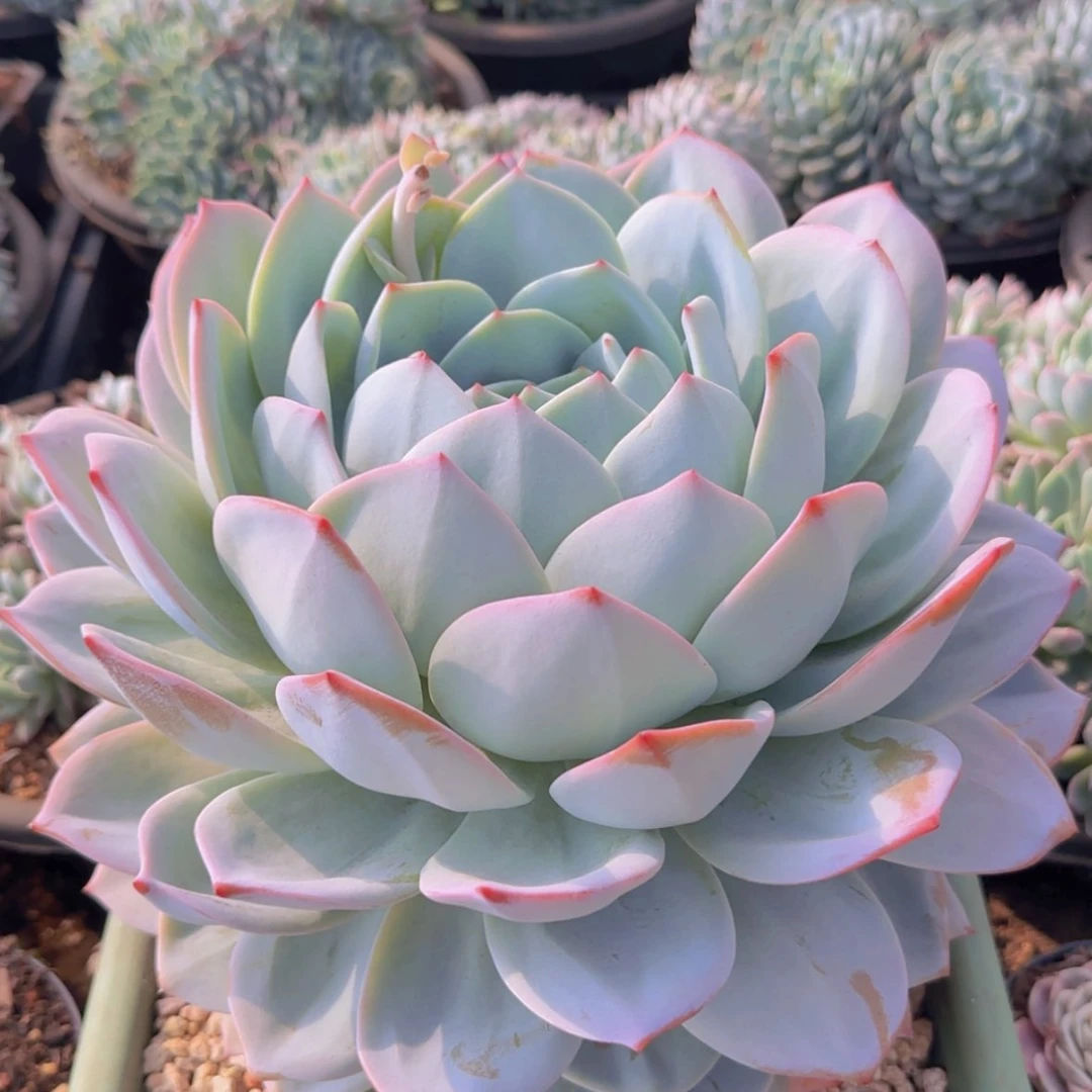 【闪购商品】超大凤橙