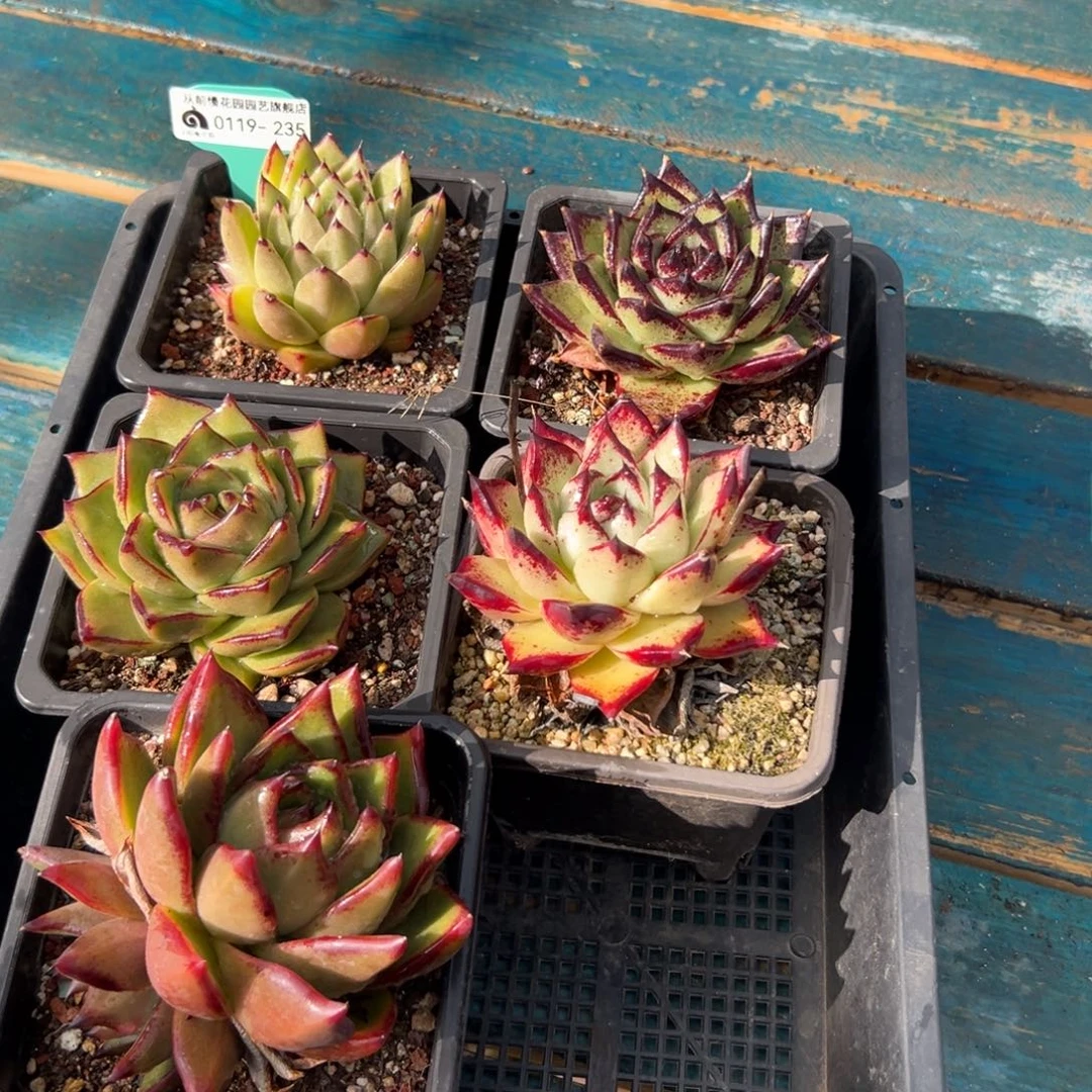 多肉精选编号0119.235