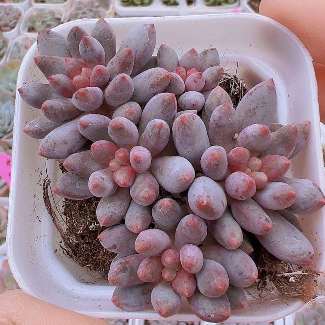 蓝舌群19包邮多肉植物