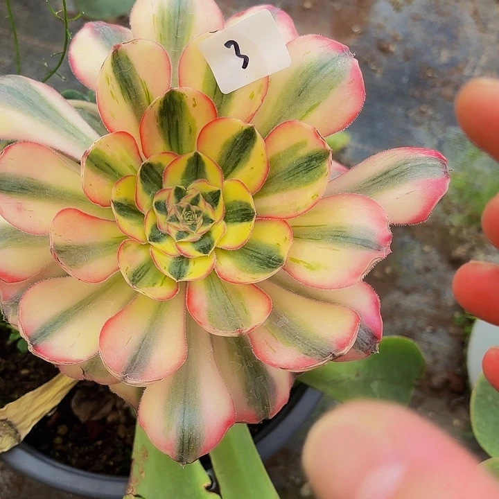 浅*?3多肉植物植物植物植物