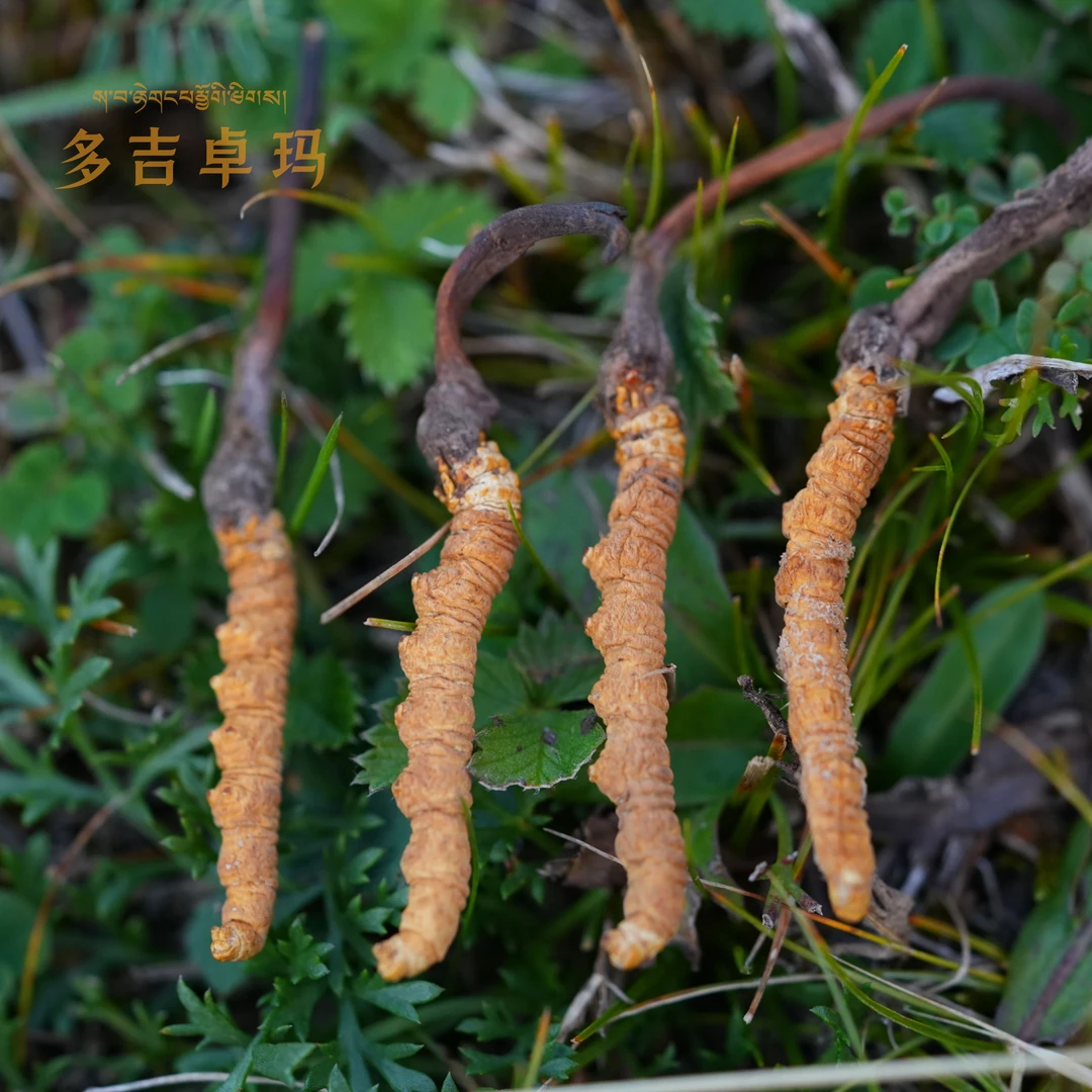 【精品虫草】100根正宗青海玉树杂多天然冬虫夏草非人工培育