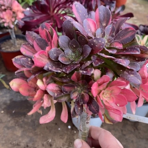 676嫁接流星雨砍过满25包邮多肉