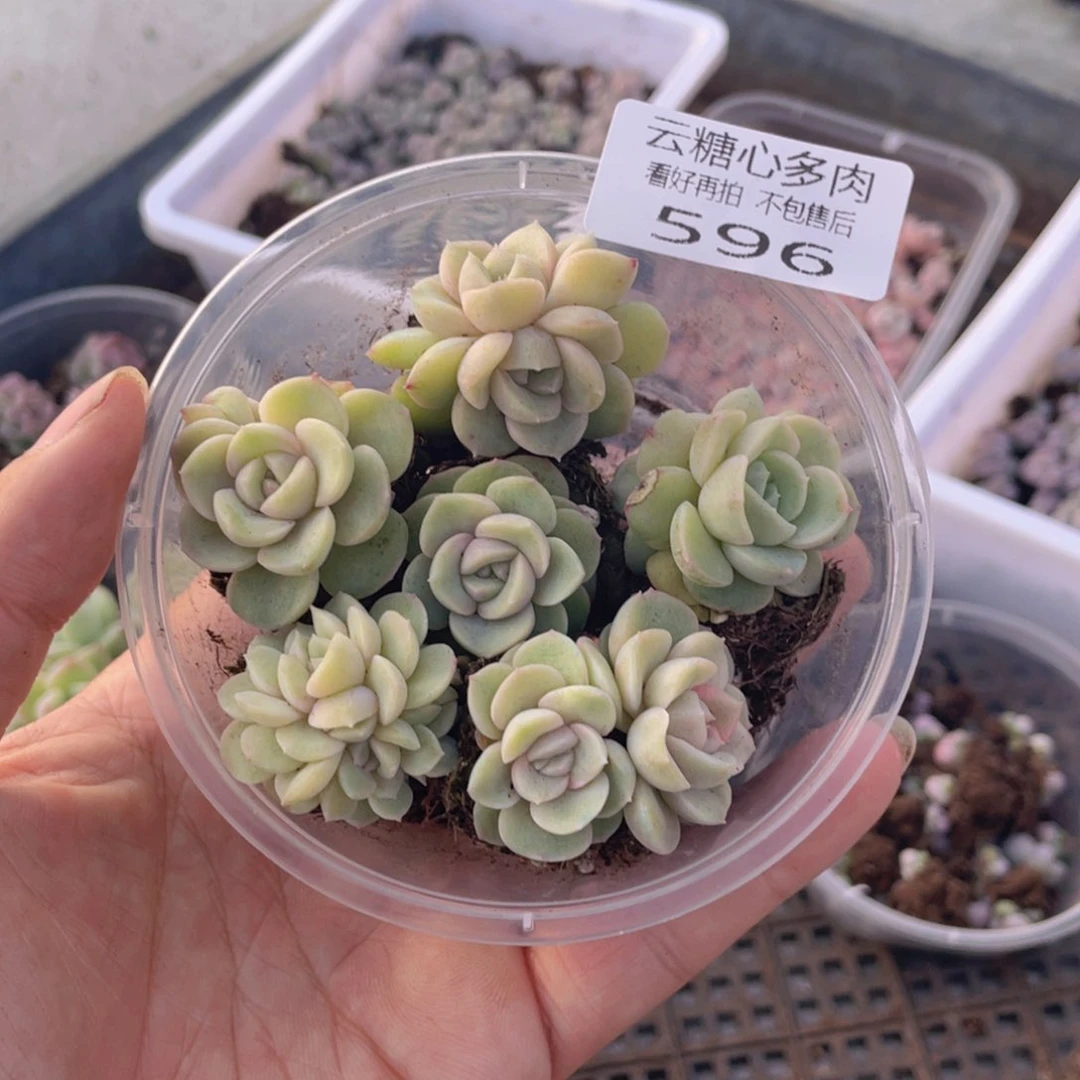 云糖心多肉植物596