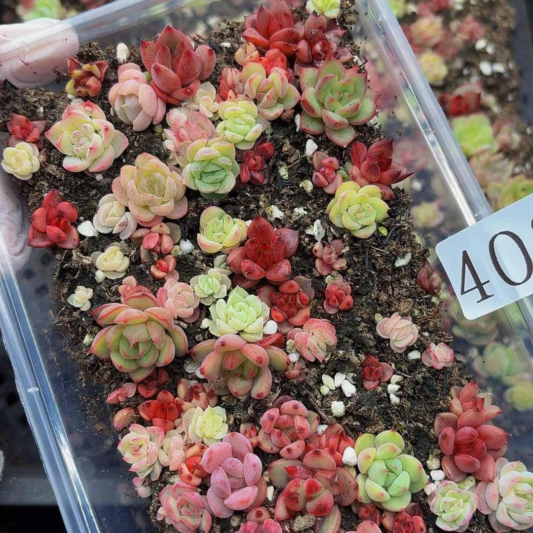 多肉植物多肉植物403