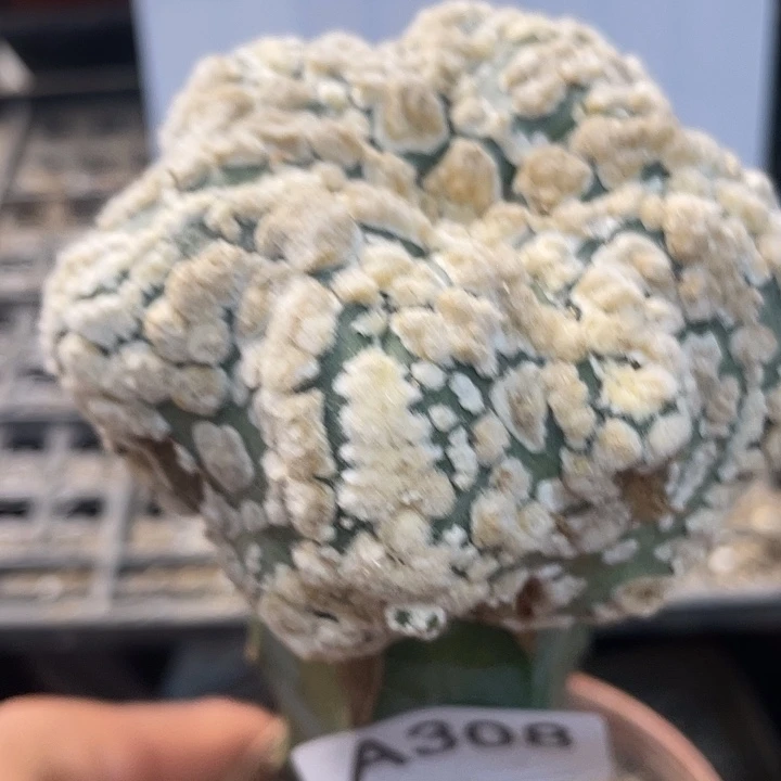 花园都仙人球一颗多少号308号？