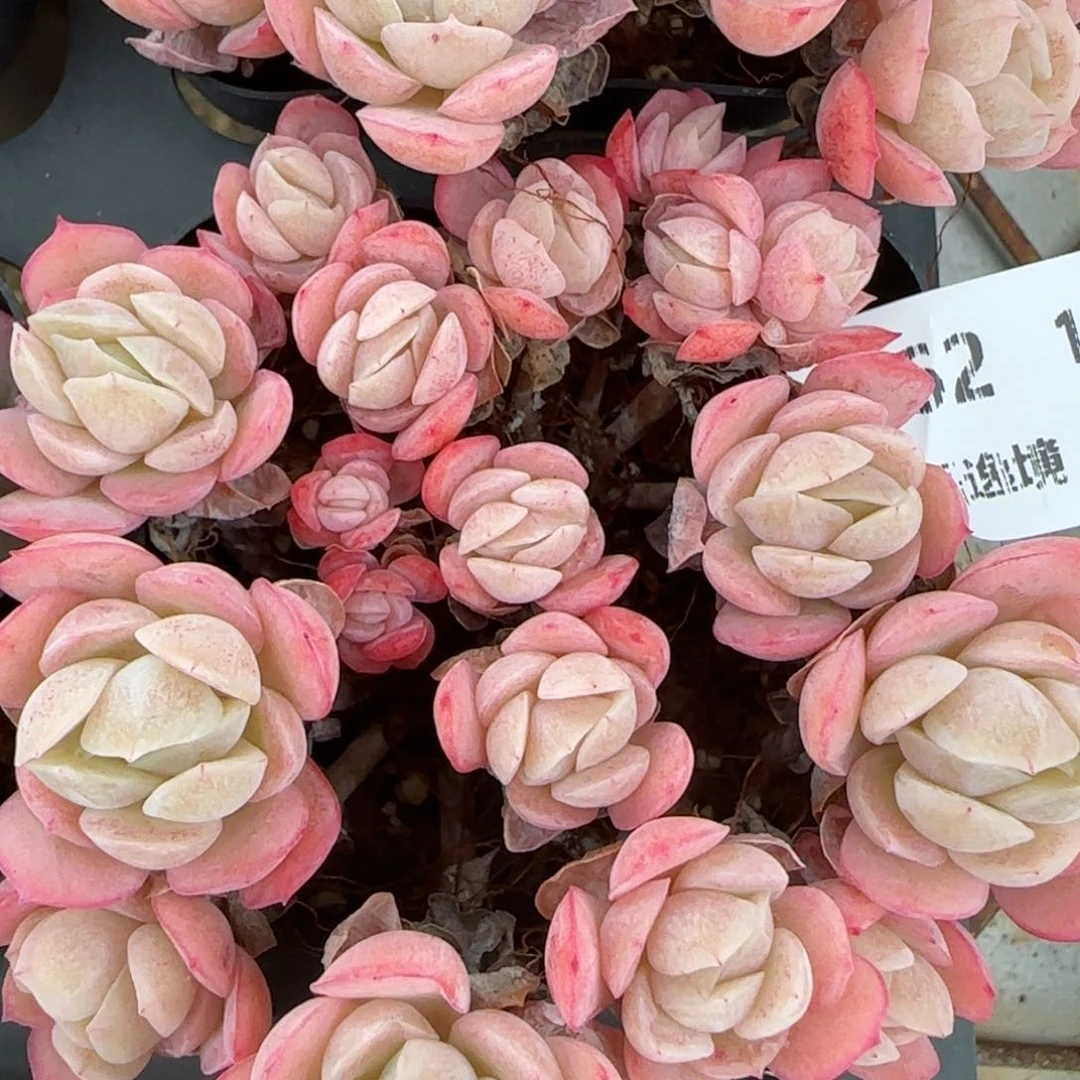 花语逸镜0127-662