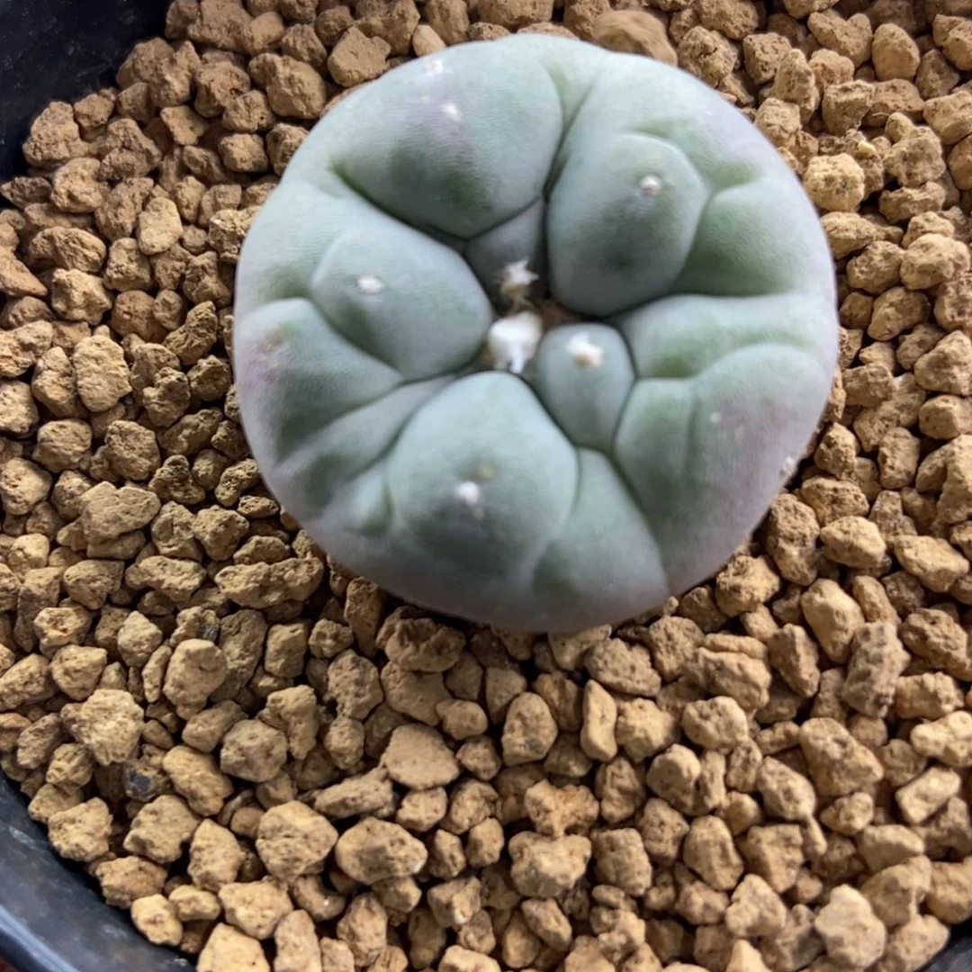 实生古田无刺仙人球开花