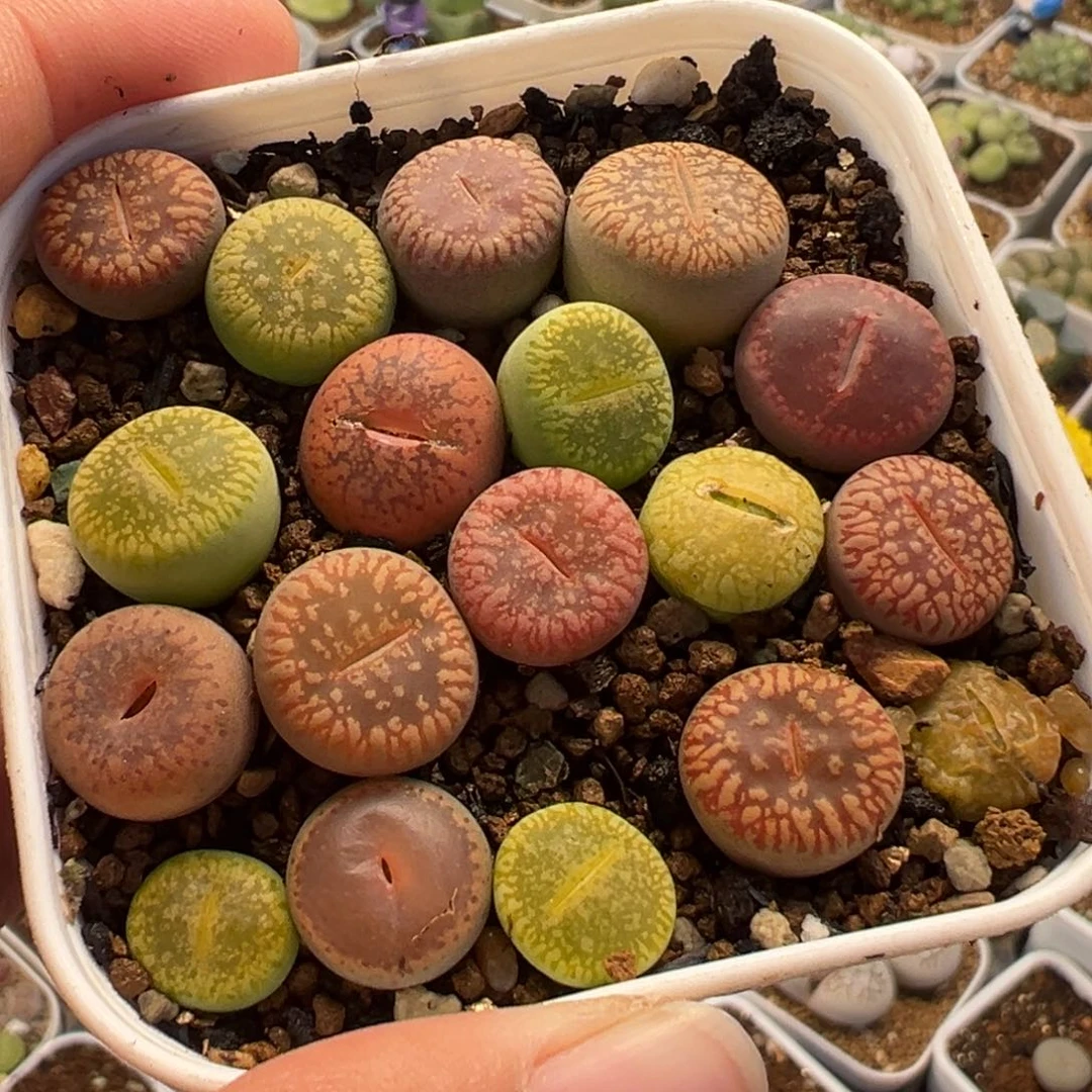 054多肉植物种类多样