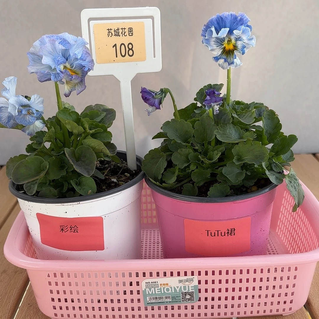 大部分开放少量花苞108