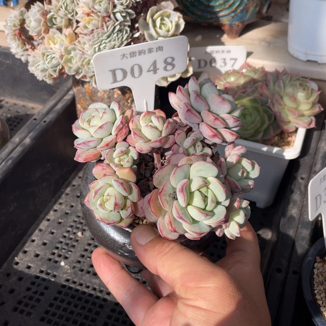 048香草不带盆12厘米