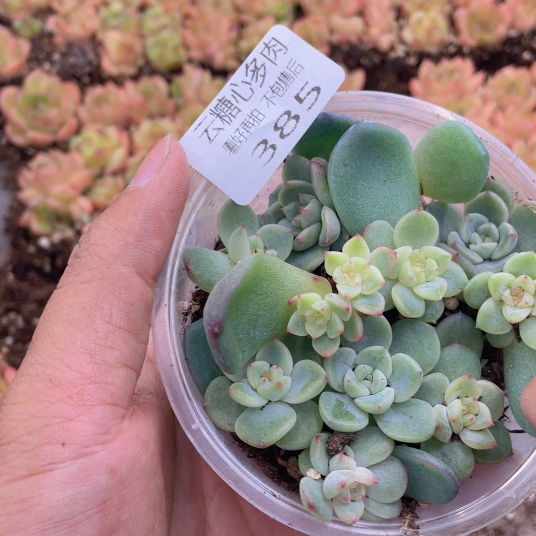 云糖心多肉植物385