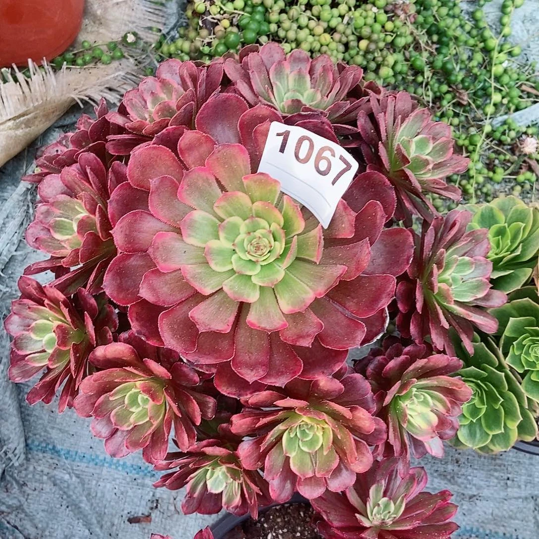 红陶1067黑金3多肉