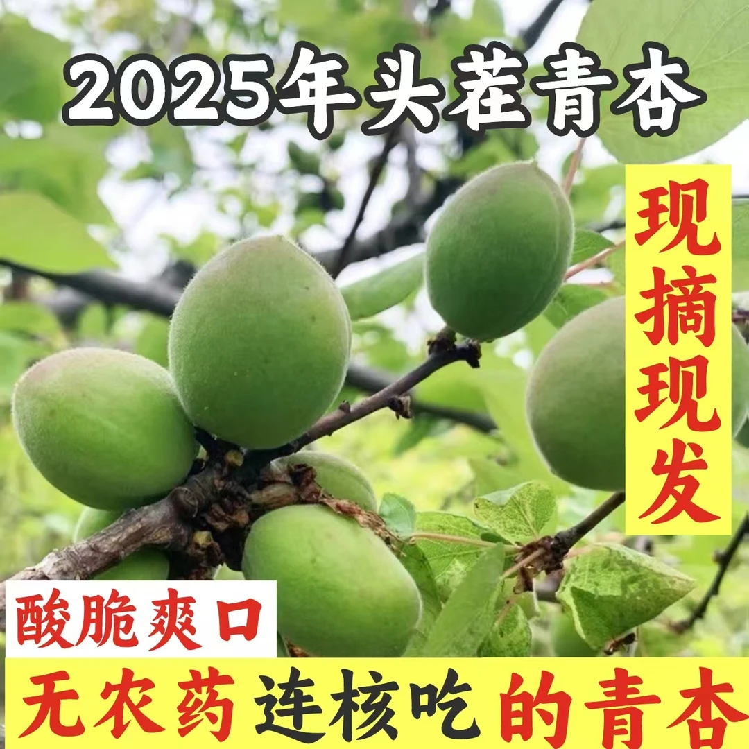 【空运新疆杏顺丰】软核小青杏新鲜采摘精选绿杏酸脆爽优质水果孕妇