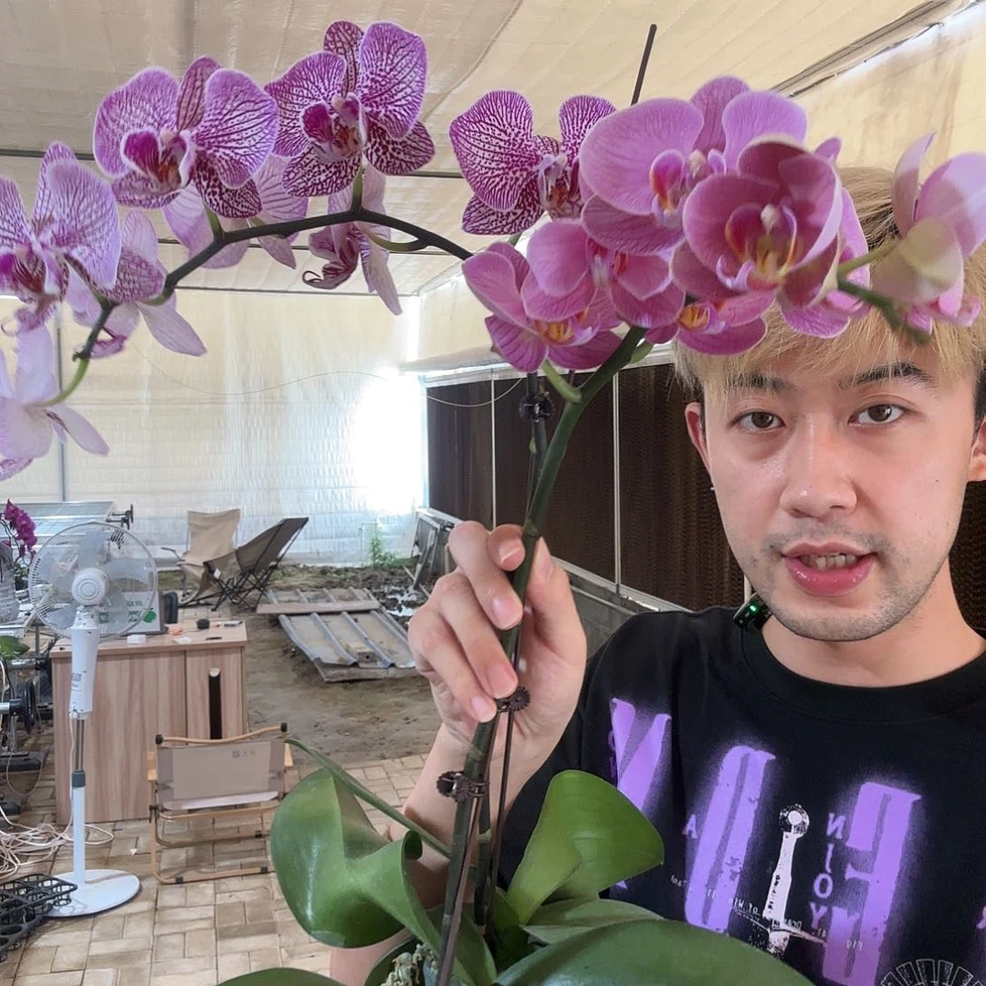完全开放两颗装水晶金蝉