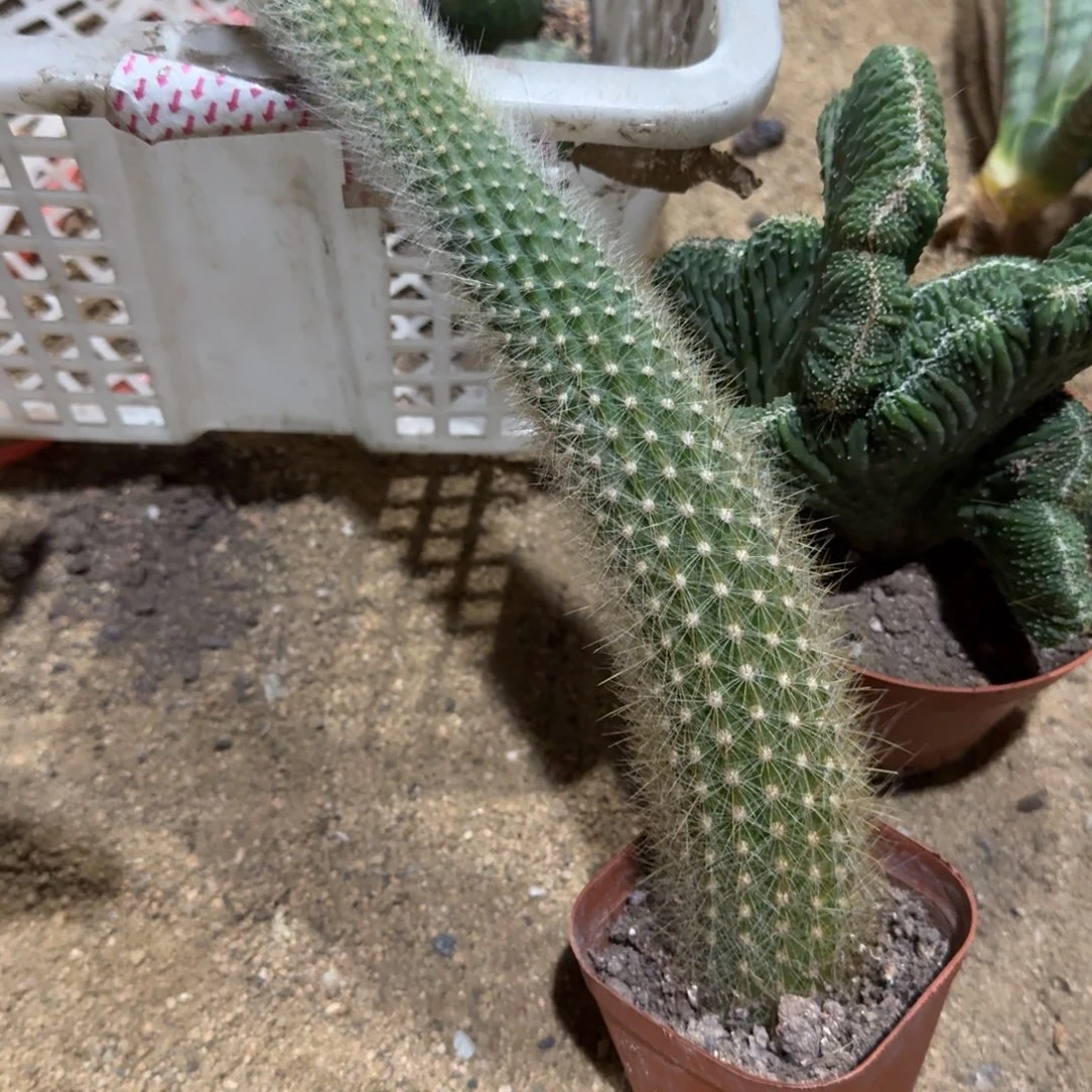 马尾仙人球带盆带土发货