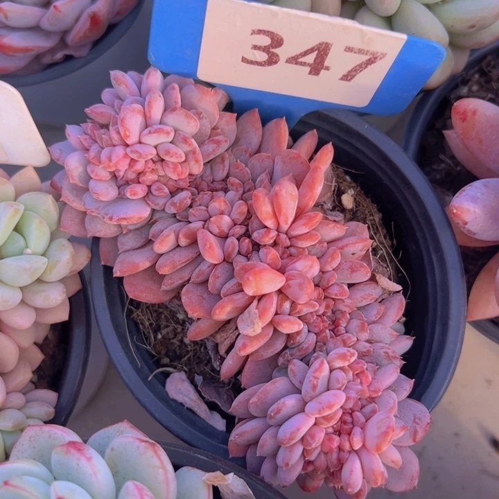 健健康康平平安安