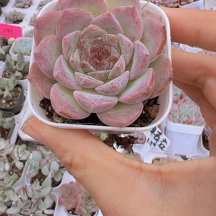 草莓冰魄单双混发多肉