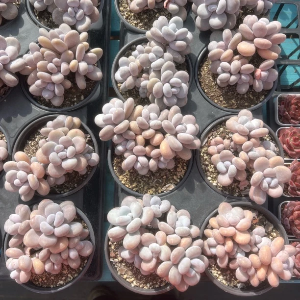 奶酪群生旺财多肉